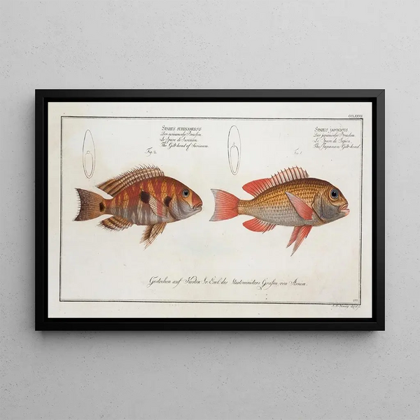 Sparus japonicus The Japanese sea bream 2 Sparus surinamensis The Surinam sea bream - Marcus Elieser Bloch — framed artwork on a wall