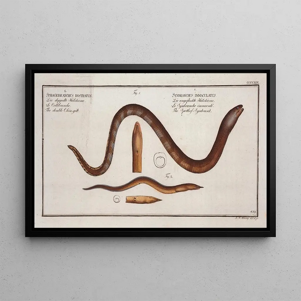 Synbranchus immaculatus The spotless swamp eel 2 Sphagebranchus rostratus The double Chingilt - Marcus Elieser Bloch — framed artwork on a wall
