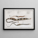 Syngnathus Typhle, the pipefish 2 Syngnathus Acus, the trumpetfish 3 Syngnathus Ophidion, the sea eel - Marcus Elieser Bloch — framed artwork on a wall