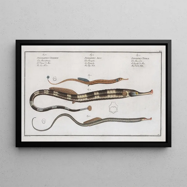 Syngnathus Typhle, the pipefish 2 Syngnathus Acus, the trumpetfish 3 Syngnathus Ophidion, the sea eel - Marcus Elieser Bloch — framed artwork on a wall