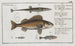 L'stickleback with fifteen spines 2 The gurnard 3 The stickleback 4 The little stickleback - Marcus Elieser Bloch — artwork view