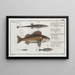 L'stickleback with fifteen spines 2 The gurnard 3 The stickleback 4 The little stickleback - Marcus Elieser Bloch — framed artwork on a wall