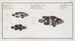 The Lancet 2 L'Holocentre blue dotted 3 L'Holocentre spotted - Marcus Elieser Bloch — artwork view