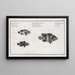 The Lancet 2 L'Holocentre blue dotted 3 L'Holocentre spotted - Marcus Elieser Bloch — framed artwork on a wall