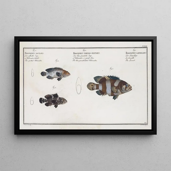 The Lancet 2 L'Holocentre blue dotted 3 L'Holocentre spotted - Marcus Elieser Bloch — framed artwork on a wall
