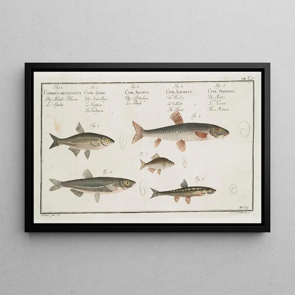 Le Sperlin 2 Le Goujon 3 La Carpe amère 4 L'Ablette 5 Le Vairon - Marcus Elieser Bloch — framed artwork on a wall