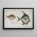 Zeus Gallus 2 Zeus Insidiator - Marcus Elieser Bloch — framed artwork on a wall