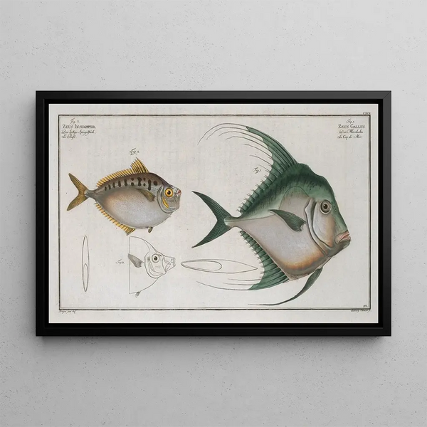 Zeus Gallus 2 Zeus Insidiator - Marcus Elieser Bloch — framed artwork on a wall