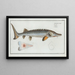 Acipenser Sturio L'Esturgeon - Marcus Elieser Bloch — framed artwork on a wall