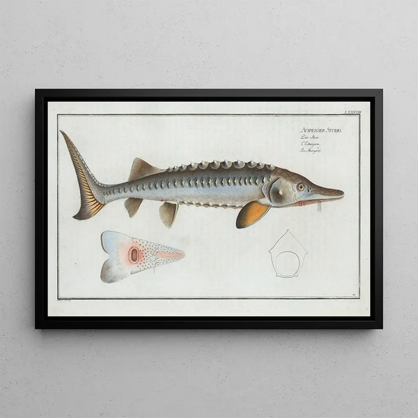 Acipenser Sturio L'Esturgeon - Marcus Elieser Bloch — framed artwork on a wall