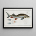 Acipenser ruthenus The sterlet - Marcus Elieser Bloch — framed artwork on a wall