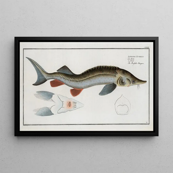 Acipenser ruthenus The sterlet - Marcus Elieser Bloch — framed artwork on a wall