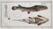 Anableps tetrophthalmus Le Quatre-yeux - Marcus Elieser Bloch — artwork view