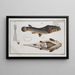 Anableps tetrophthalmus Le Quatre-yeux - Marcus Elieser Bloch — framed artwork on a wall