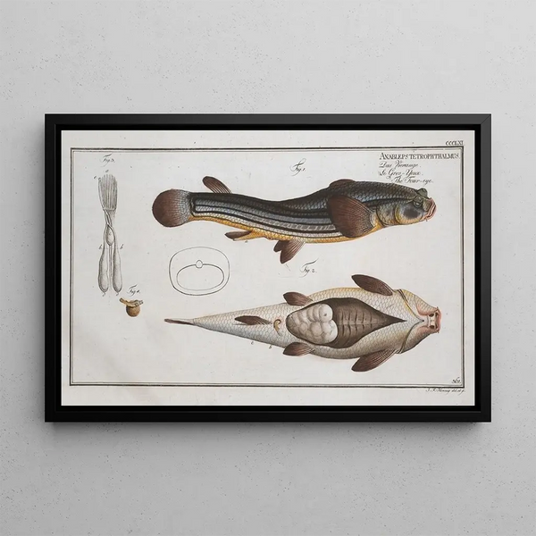 Anableps tetrophthalmus Le Quatre-yeux - Marcus Elieser Bloch — framed artwork on a wall