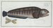 Anarhichas lupus The wolf fish - Marcus Elieser Bloch — artwork view