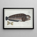 Anarhichas lupus The wolf fish - Marcus Elieser Bloch — framed artwork on a wall