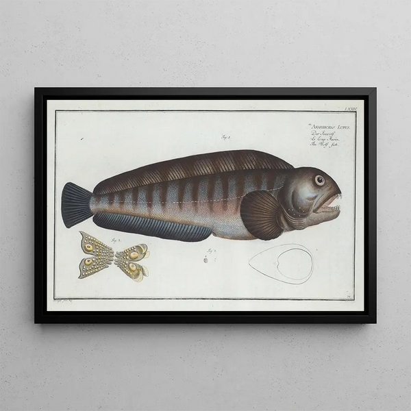 Anarhichas lupus The wolf fish - Marcus Elieser Bloch — framed artwork on a wall