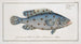 Anthias Argus L'Argus - Marcus Elieser Bloch — artwork view