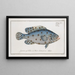 Anthias Argus L'Argus - Marcus Elieser Bloch — framed artwork on a wall