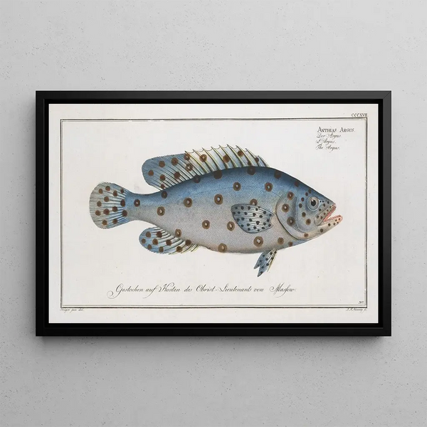 Anthias Argus L'Argus - Marcus Elieser Bloch — framed artwork on a wall