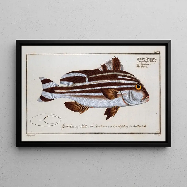 Anthias Diagramma Le Warna - Marcus Elieser Bloch — framed artwork on a wall