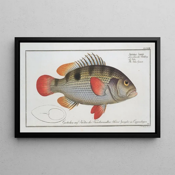 Anthias Johnii Johns - Marcus Elieser Bloch — framed artwork on a wall