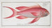 Anthias sacer, le grogneur rouge - Marcus Elieser Bloch — artwork view