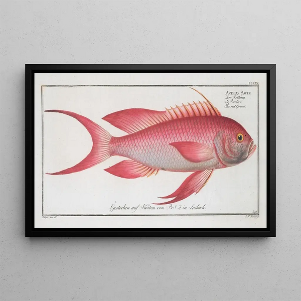 Anthias sacer, le grogneur rouge - Marcus Elieser Bloch — framed artwork on a wall