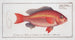 Anthias Vosmeri, Grondin de Vosmars - Marcus Elieser Bloch — artwork view