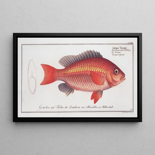 Anthias Vosmeri, Grondin de Vosmars - Marcus Elieser Bloch — framed artwork on a wall