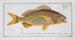 Anthias formosus Le Grondin - Marcus Elieser Bloch — artwork view
