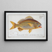 Anthias formosus Le Grondin - Marcus Elieser Bloch — framed artwork on a wall