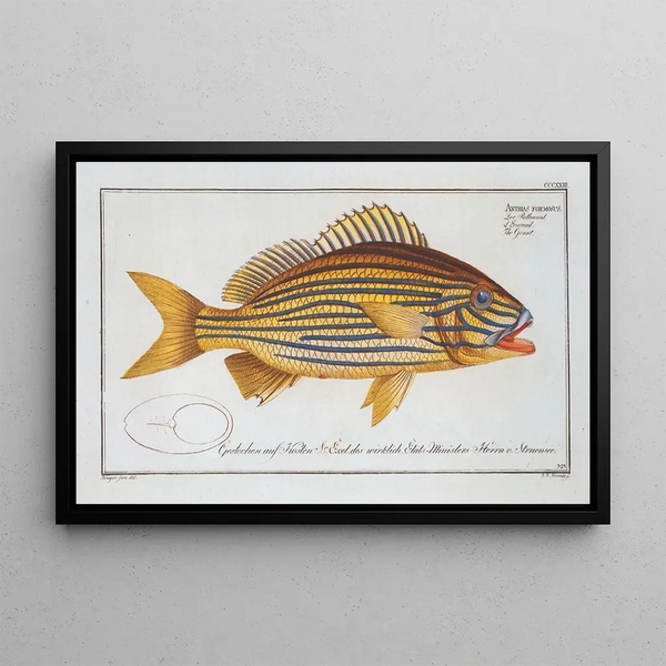Anthias formosus Le Grondin - Marcus Elieser Bloch — framed artwork on a wall