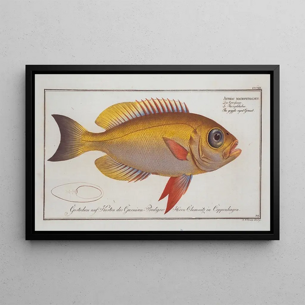 Anthias macrophthalmus The growler with bulging eyes - Marcus Elieser Bloch — framed artwork on a wall