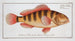 Anthias striatus The Striped grunt - Marcus Elieser Bloch — artwork view
