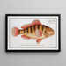 Anthias striatus The Striped grunt - Marcus Elieser Bloch — framed artwork on a wall