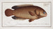 Anthias testudineus, the turtlefish - Marcus Elieser Bloch — artwork view