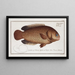 Anthias testudineus, the turtlefish - Marcus Elieser Bloch — framed artwork on a wall