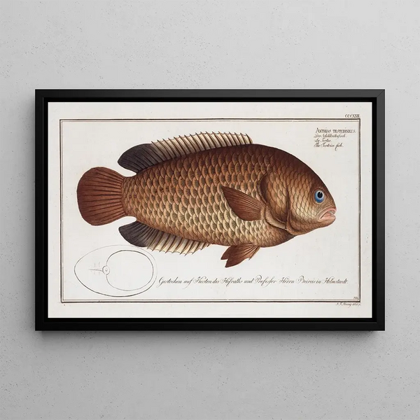 Anthias testudineus, the turtlefish - Marcus Elieser Bloch — framed artwork on a wall