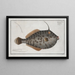 Baliste Monoceros Le Mingo - Marcus Elieser Bloch — framed artwork on a wall