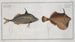 Balistes tomentosus La petite vieille 2 Balistes biaculeatus - Marcus Elieser Bloch — artwork view