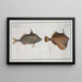 Balistes tomentosus La petite vieille 2 Balistes biaculeatus - Marcus Elieser Bloch — framed artwork on a wall