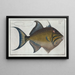 Baliste veuve - Marcus Elieser Bloch — framed artwork on a wall