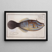 Balistes laevis La vieille épouse lisse - Marcus Elieser Bloch — framed artwork on a wall
