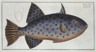 Marcus Elieser Bloch - Balistes maculatus The long FileFish.webp