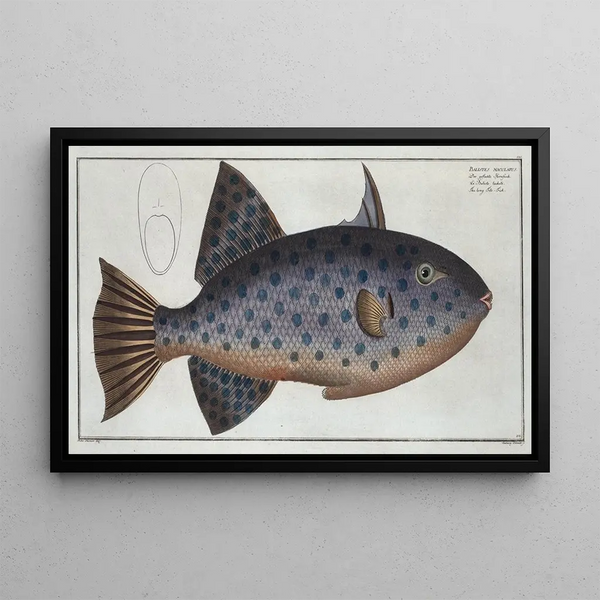 Balistes maculatus The Long Baliste - Marcus Elieser Bloch — framed artwork on a wall