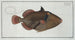 Balistes aculeatus - Marcus Elieser Bloch — artwork view