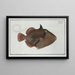 Balistes aculeatus - Marcus Elieser Bloch — framed artwork on a wall
