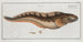 Blennius viviparus The viviparous blenny - Marcus Elieser Bloch — artwork view